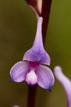 Disa equestris