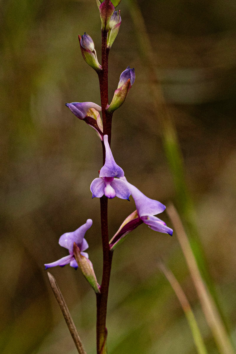 Disa equestris