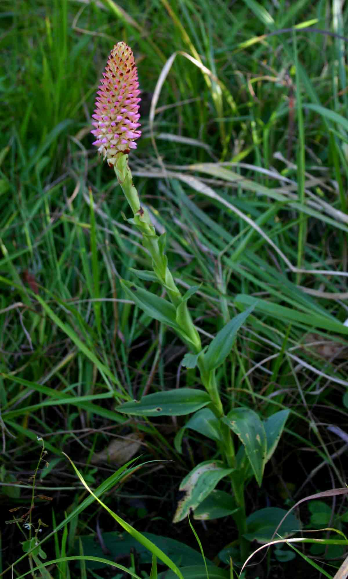 Disa fragrans subsp. fragrans