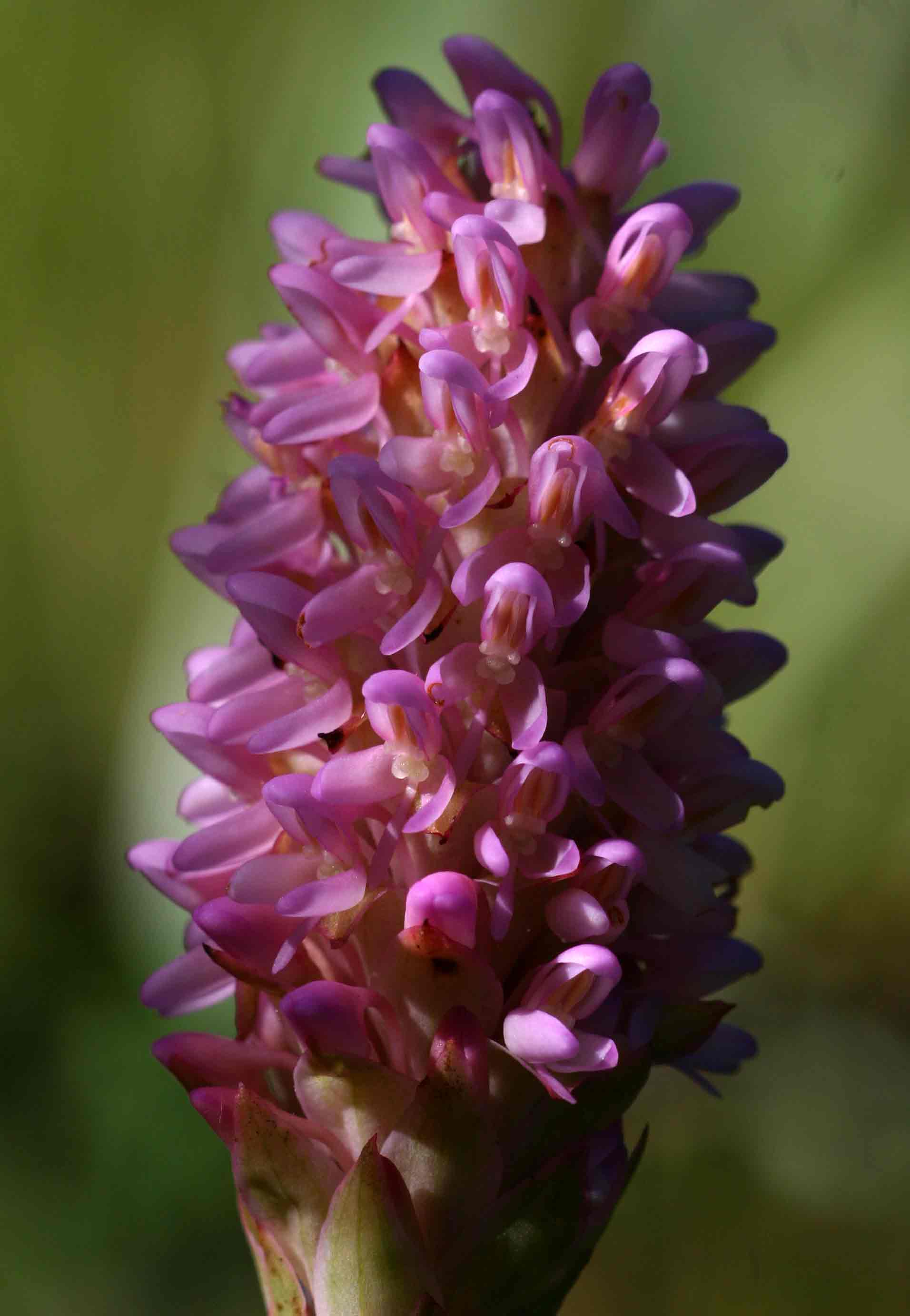 Disa fragrans subsp. fragrans