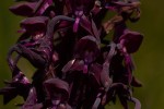 Disa hircicornis