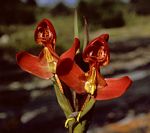 Disa ornithantha