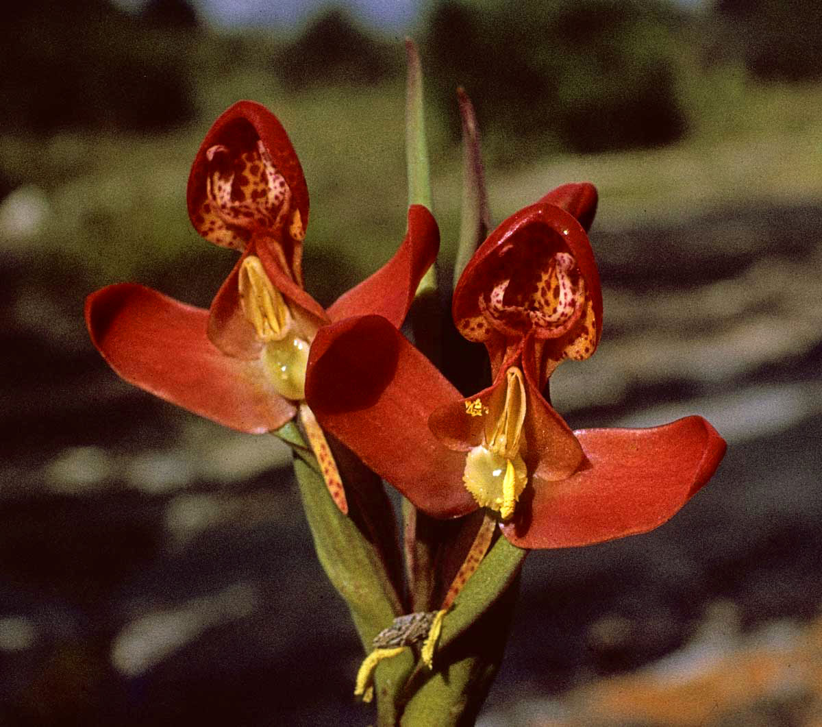 Disa ornithantha