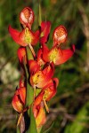 Disa ornithantha