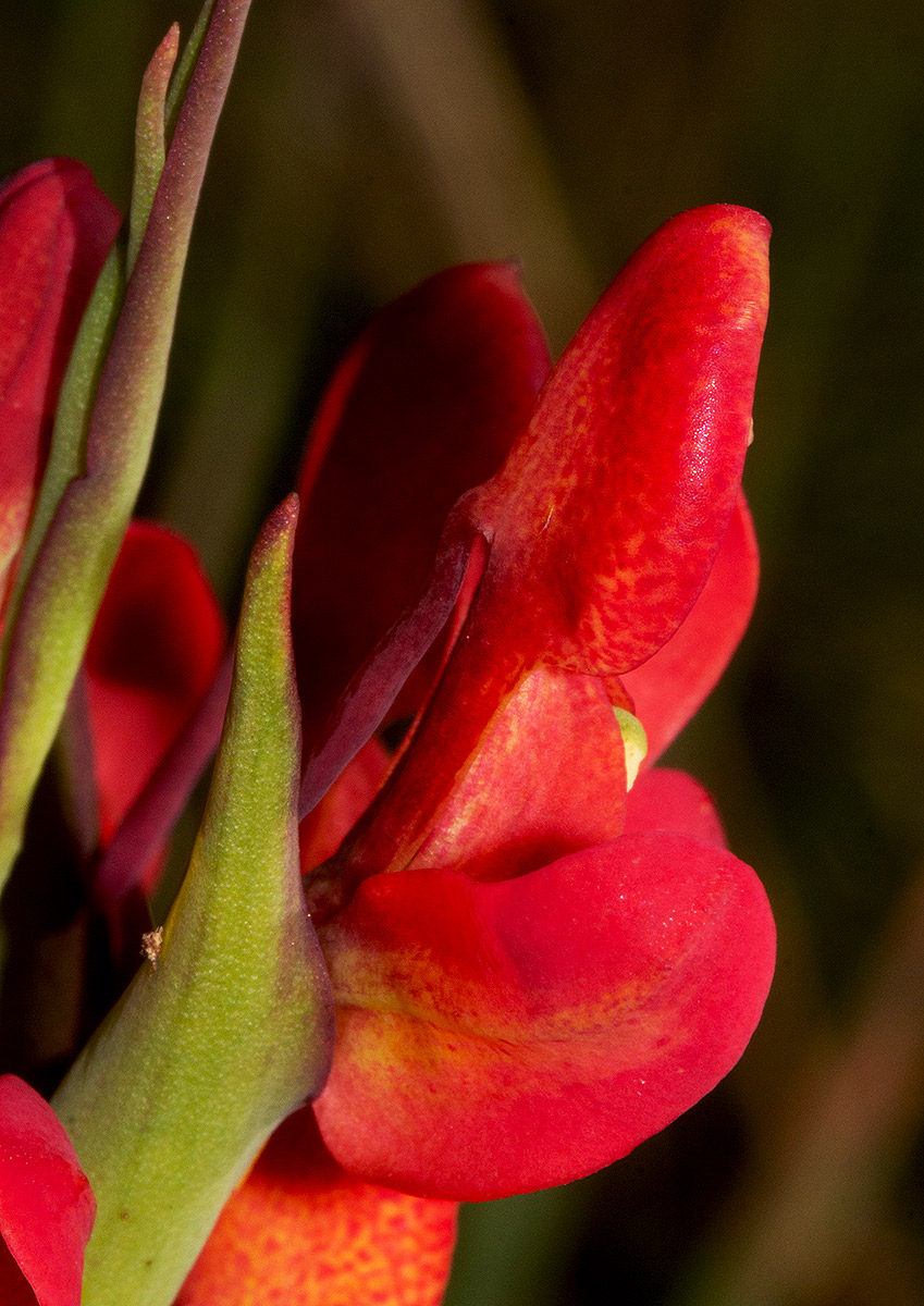 Disa ornithantha