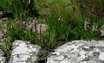 Disa saxicola