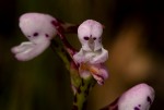 Disa saxicola