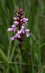 Disa saxicola