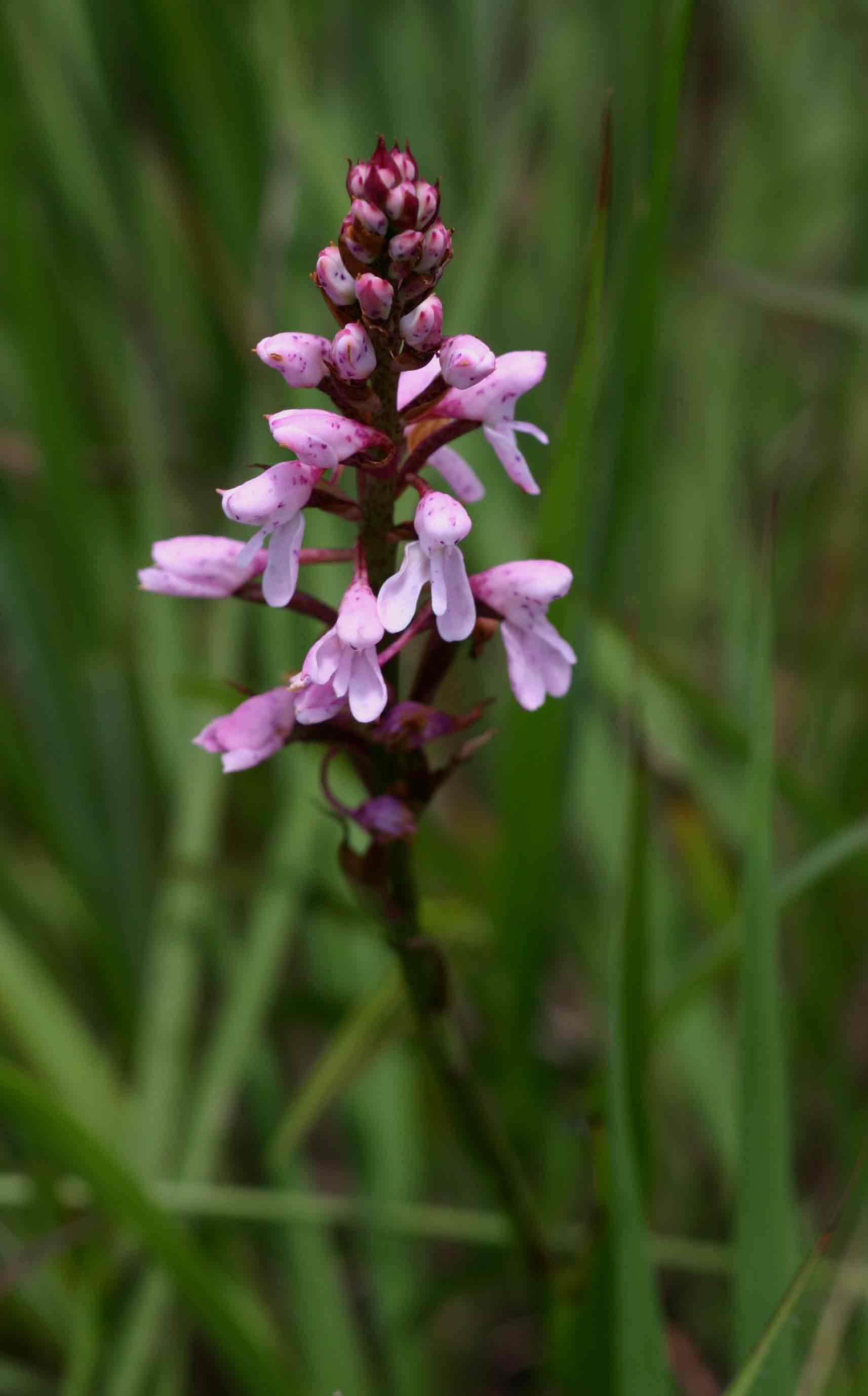 Disa saxicola