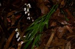 Disa saxicola