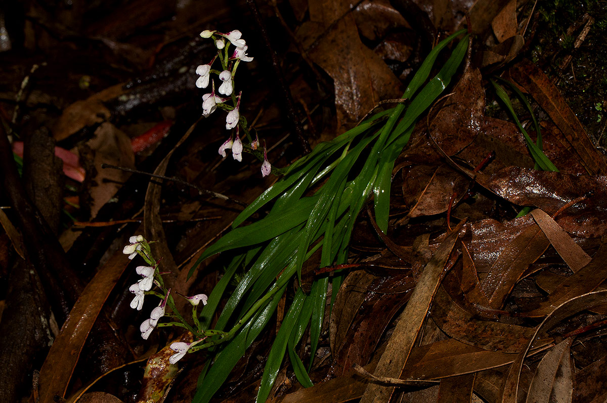 Disa saxicola