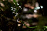 Disa saxicola