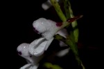 Disa saxicola