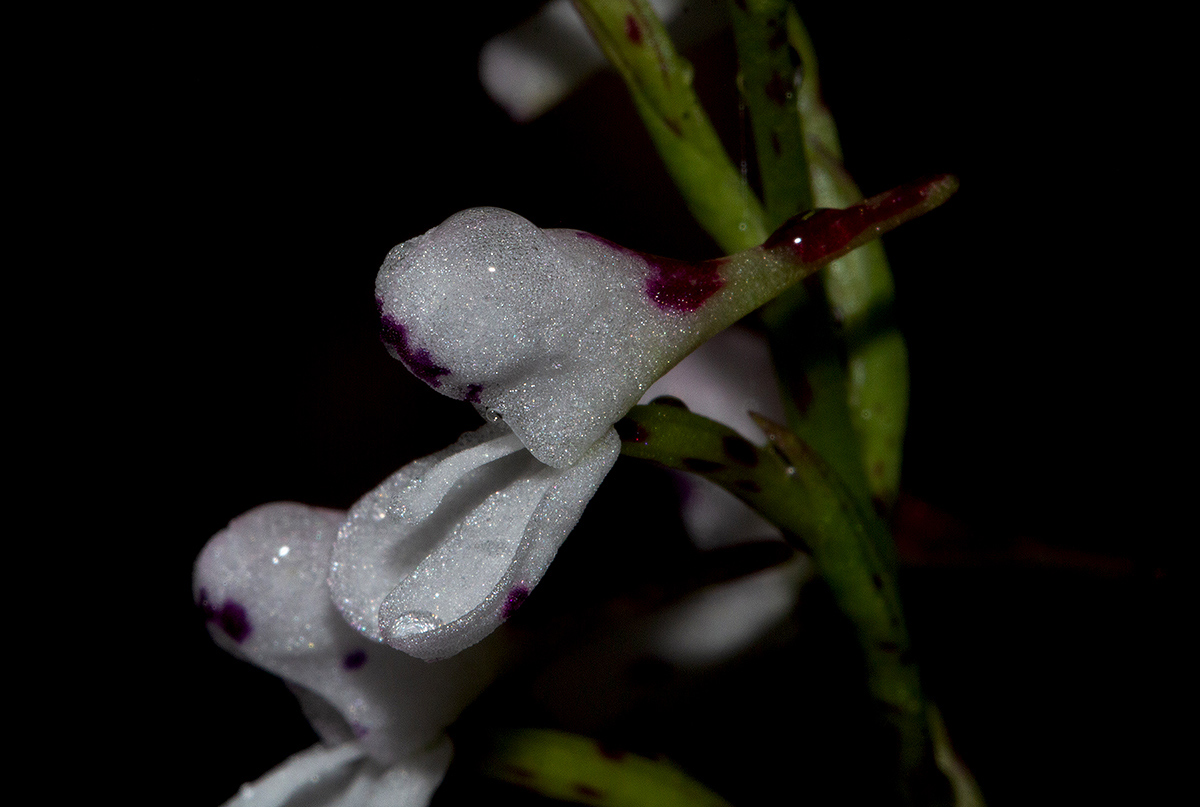Disa saxicola