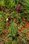 Disa versicolor