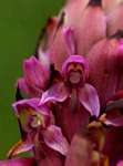 Disa versicolor