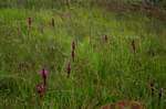 Disa versicolor