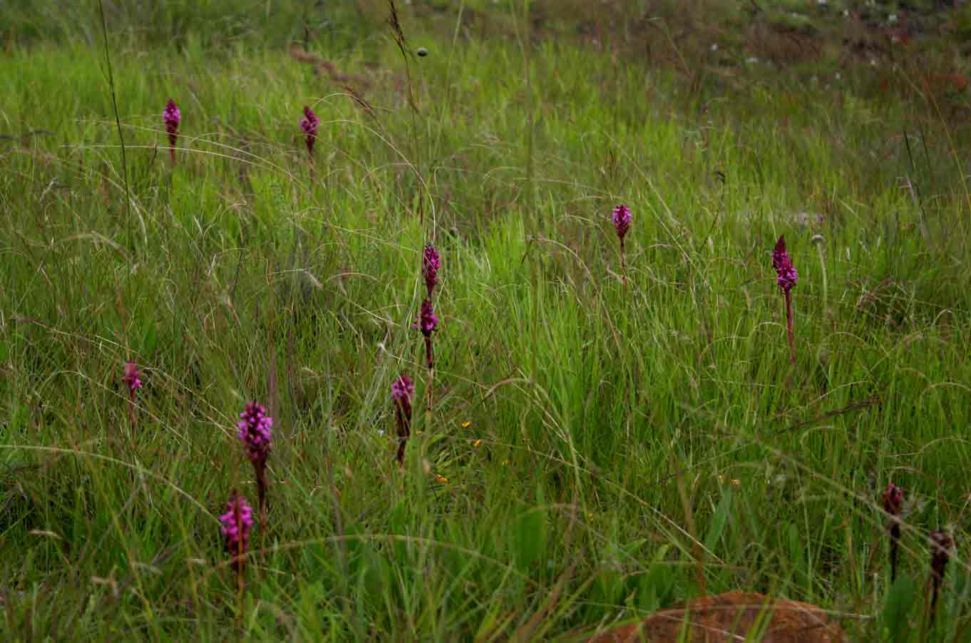 Disa versicolor
