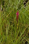 Disa versicolor