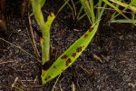 Disa versicolor