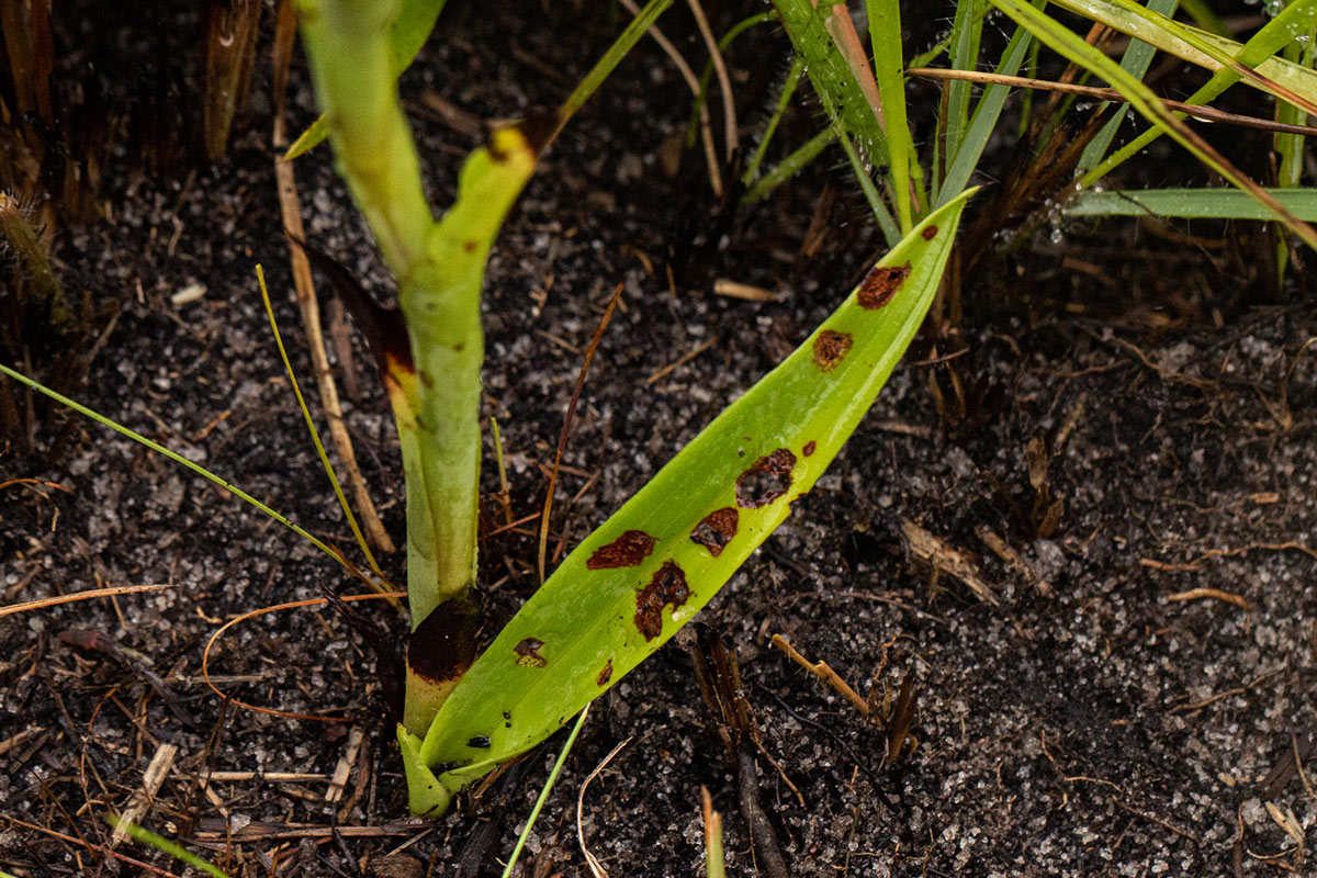 Disa versicolor