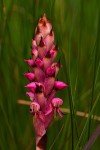 Disa versicolor