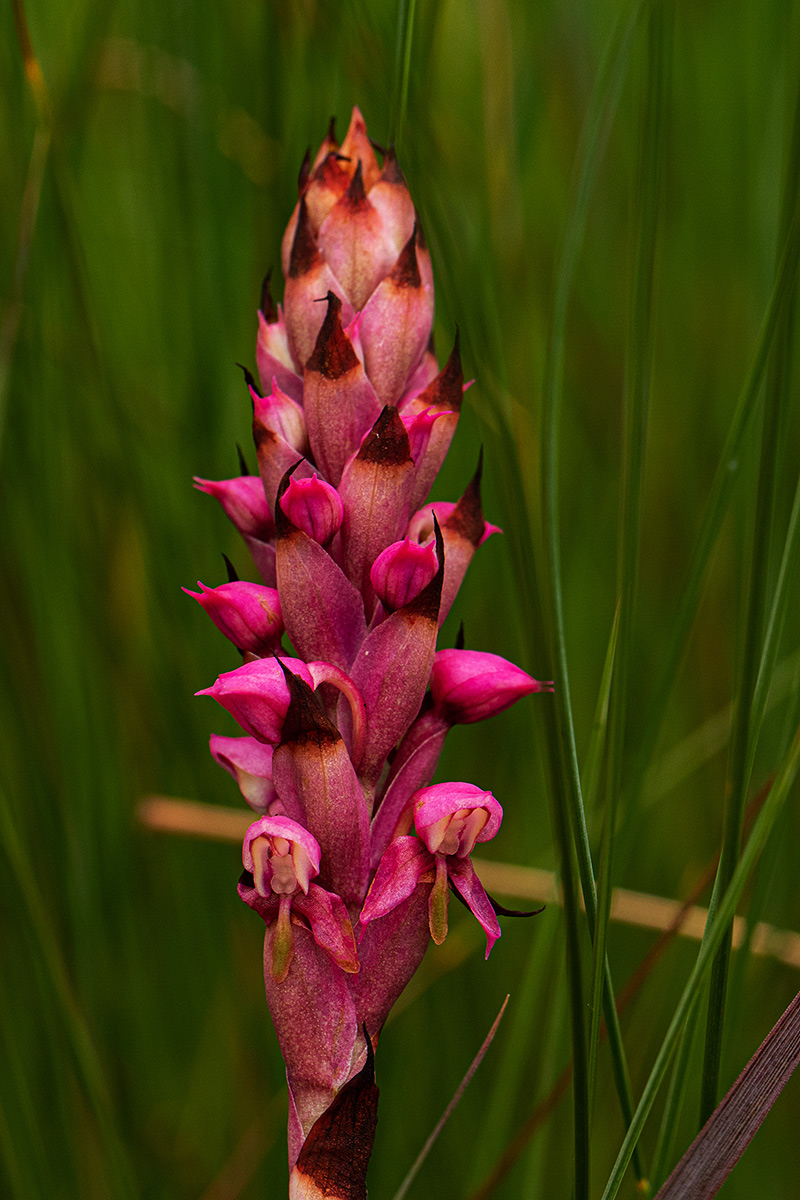 Disa versicolor
