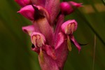 Disa versicolor
