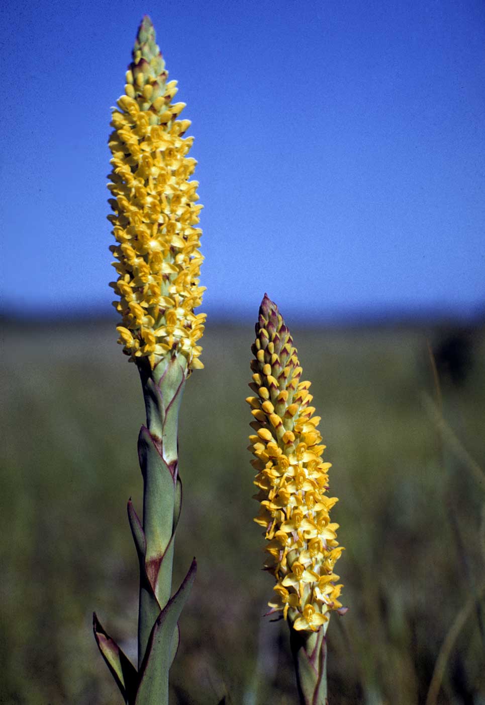 Disa woodii