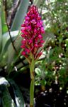 Disa zimbabweensis