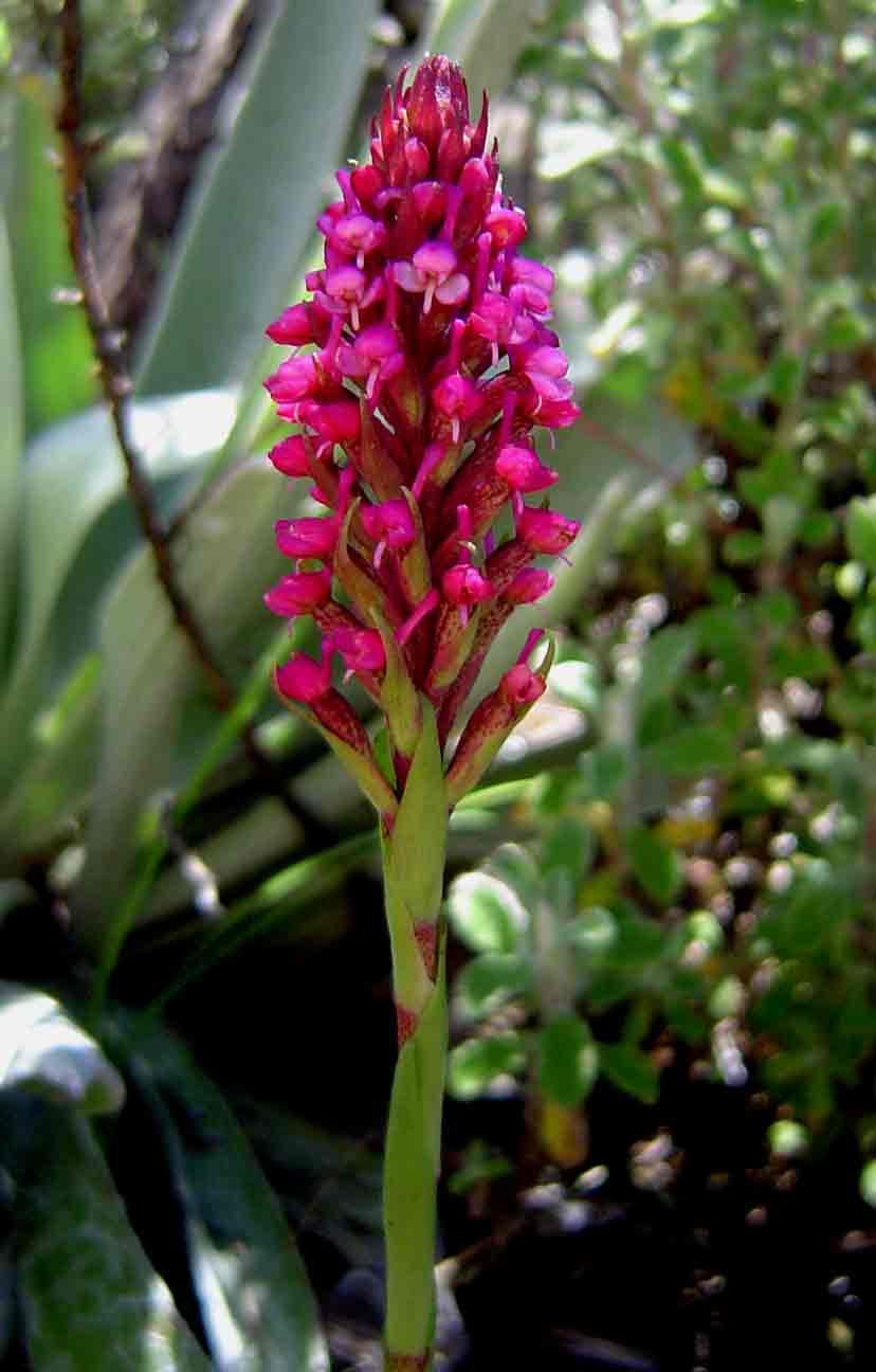 Disa zimbabweensis