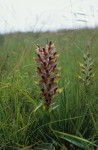 Disa zombica