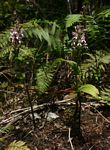 Brownleea maculata