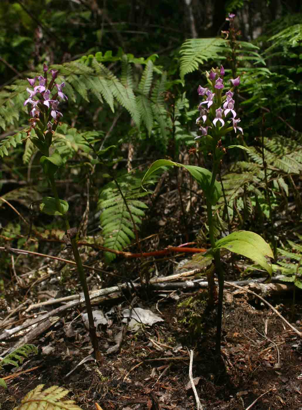 Brownleea maculata