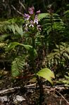 Brownleea maculata