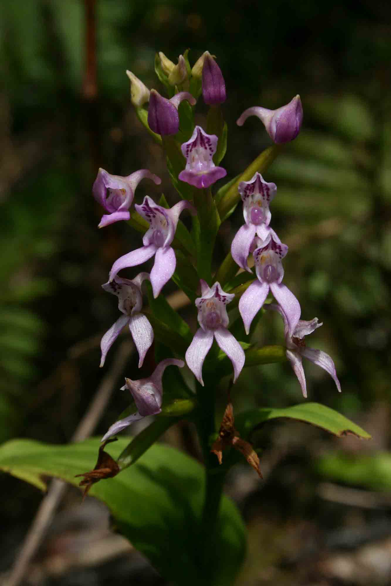 Brownleea maculata