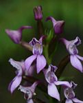 Brownleea maculata