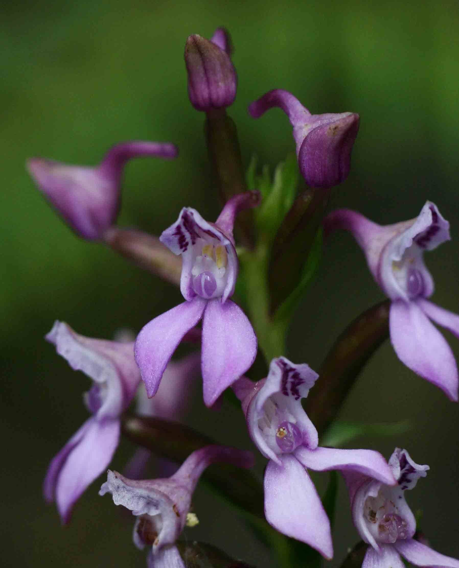 Brownleea maculata