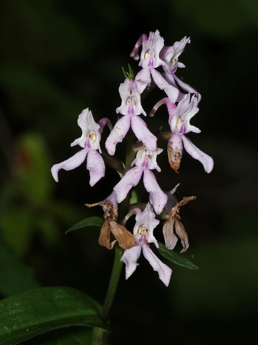 Brownleea maculata
