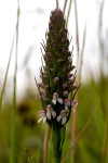 Brownleea parviflora