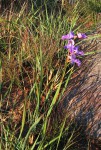 Disa baurii