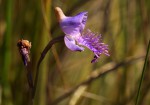 Disa baurii