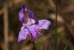 Disa baurii