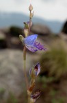 Disa baurii