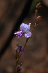 Disa baurii