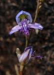 Disa baurii