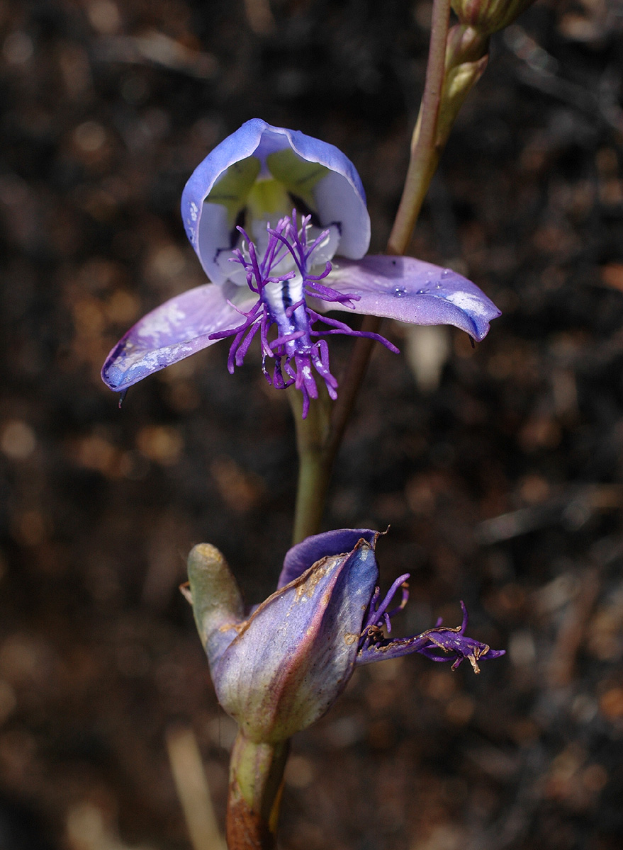 Disa baurii