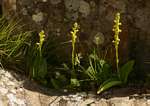 Satyrium chlorocorys