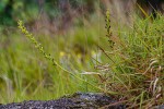 Satyrium chlorocorys