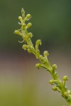 Satyrium chlorocorys